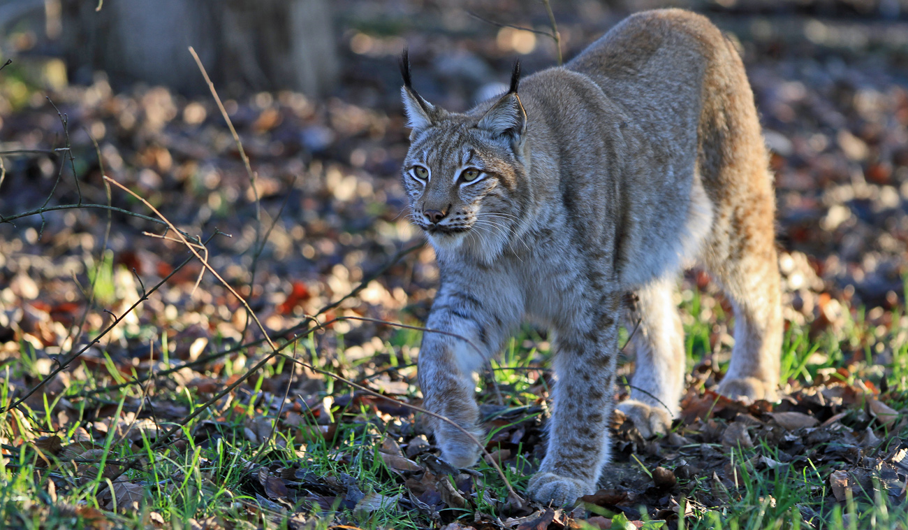 Luchs auf der lauer