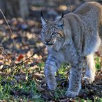 Luchs auf der lauer