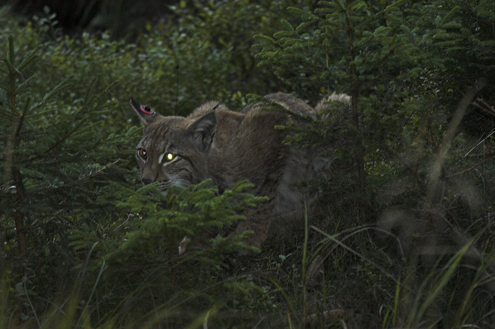 Luchs auf der Lauer.....