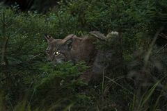 Luchs auf der Lauer.....