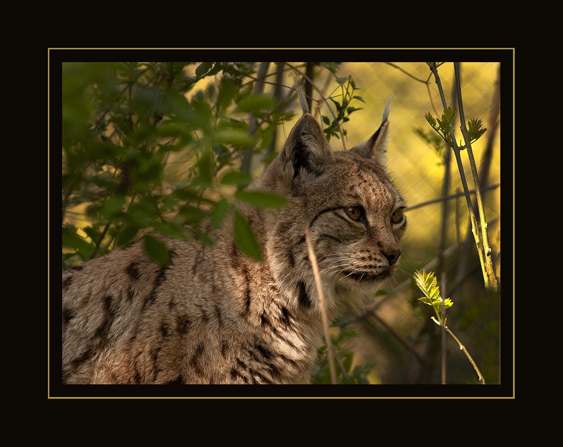 Luchs auf der Pirsch!