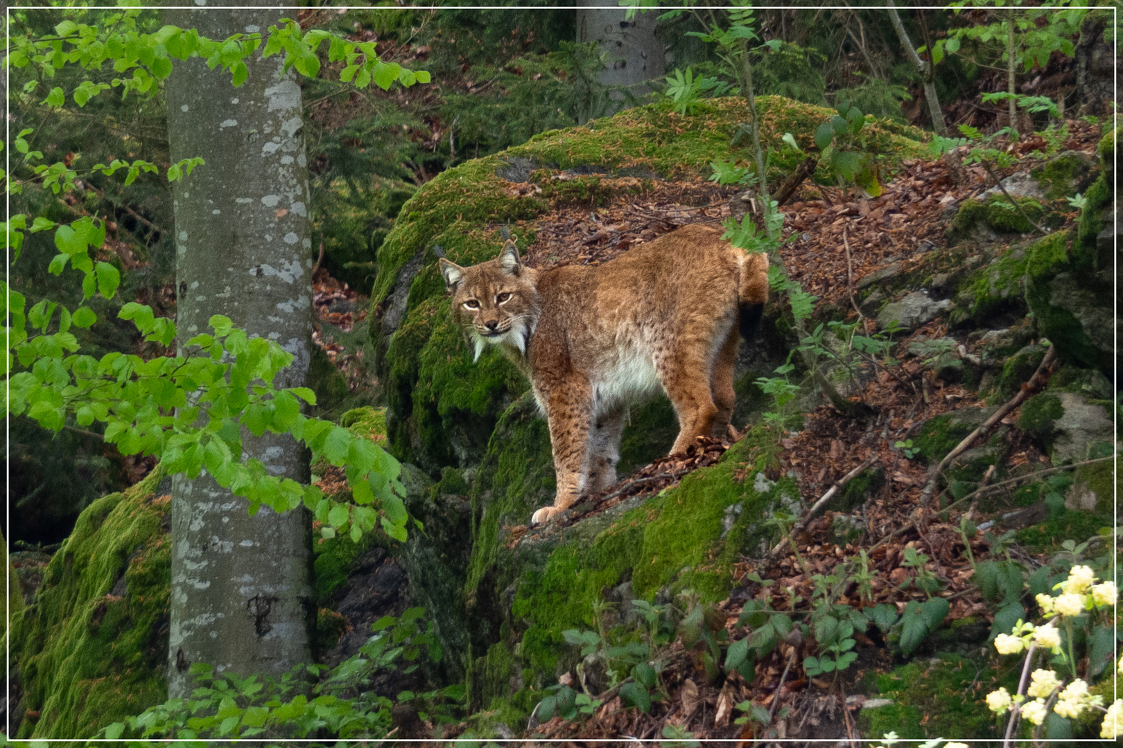 Luchs auf der Pirsch