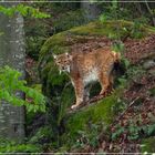 Luchs auf der Pirsch