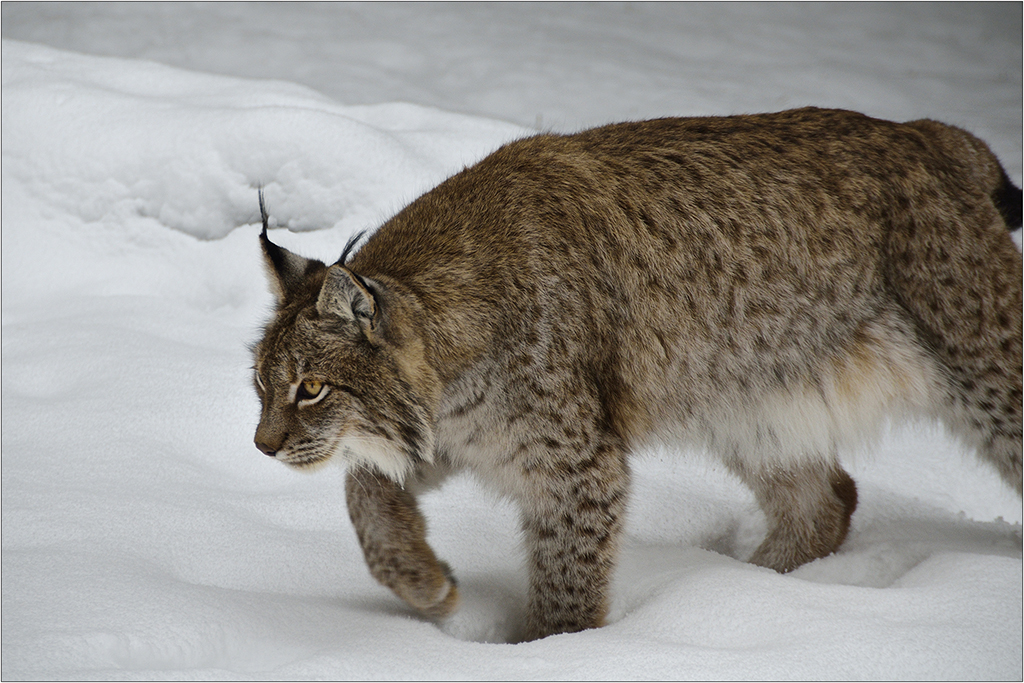 Luchs auf der Pirsch