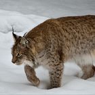 Luchs auf der Pirsch