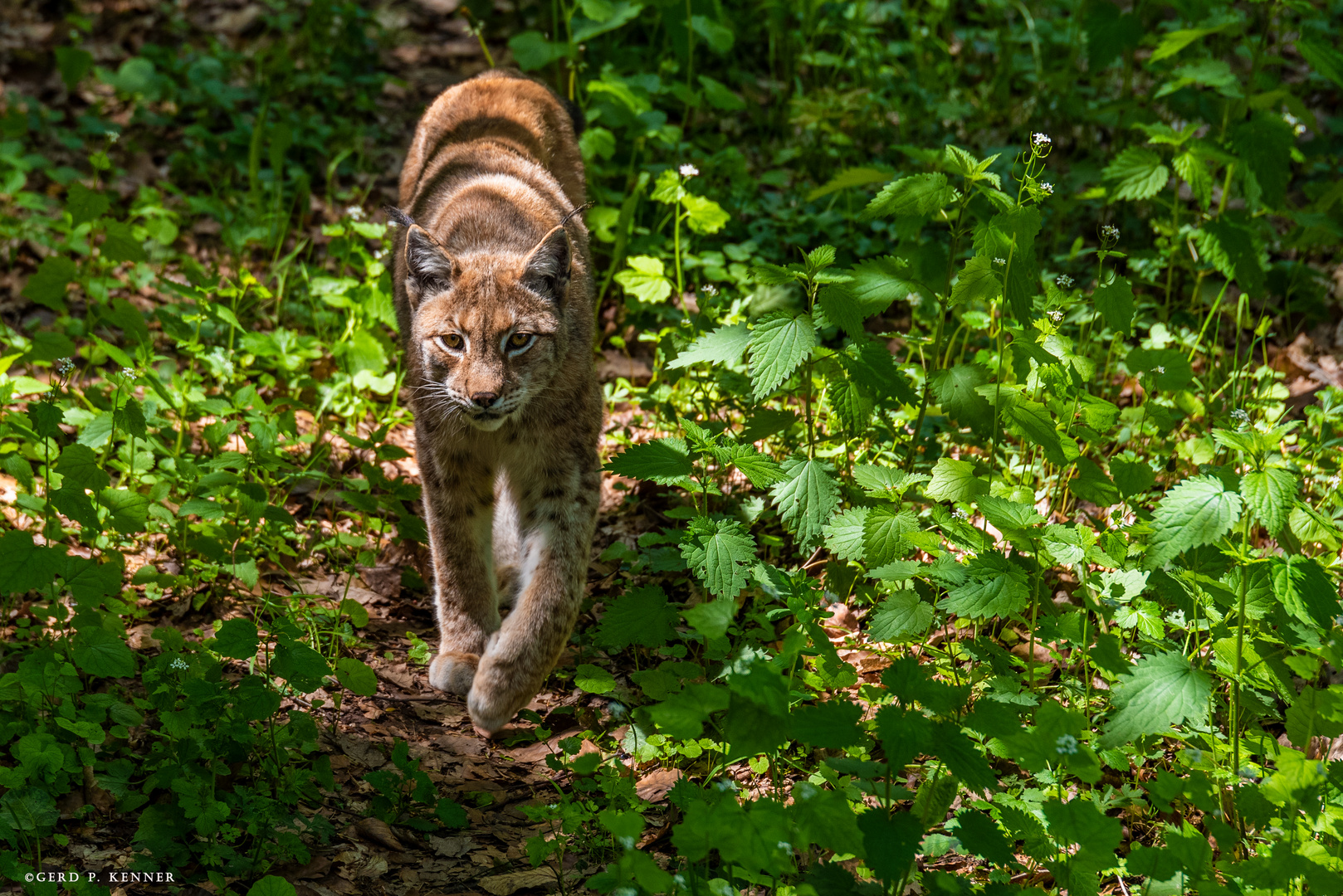 Luchs auf der Pirsch