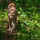 Luchs auf der Pirsch