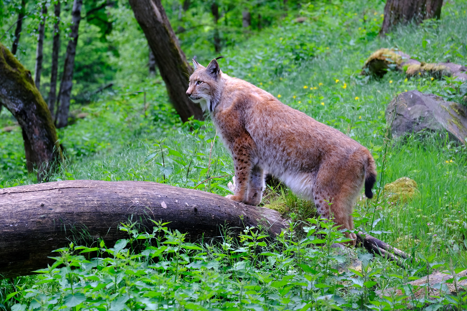 Luchs auf der Pirsch