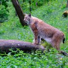 Luchs auf der Pirsch