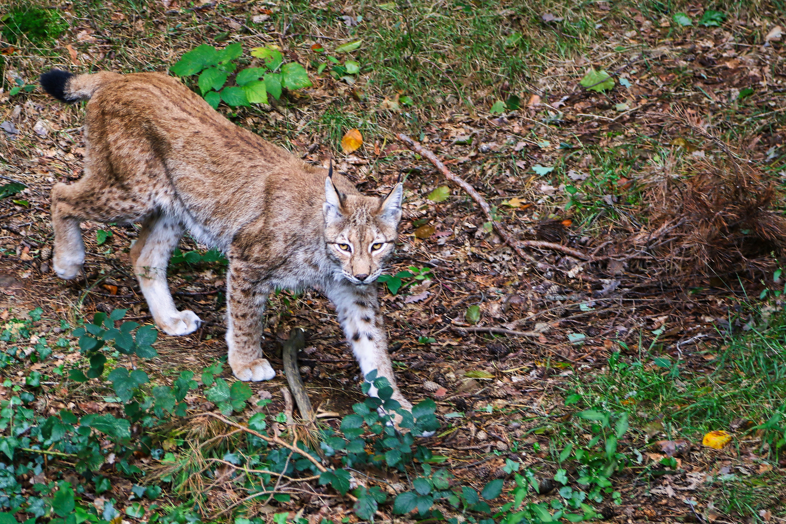 Luchs auf der Pirsch...