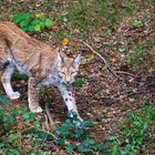 Luchs auf der Pirsch...