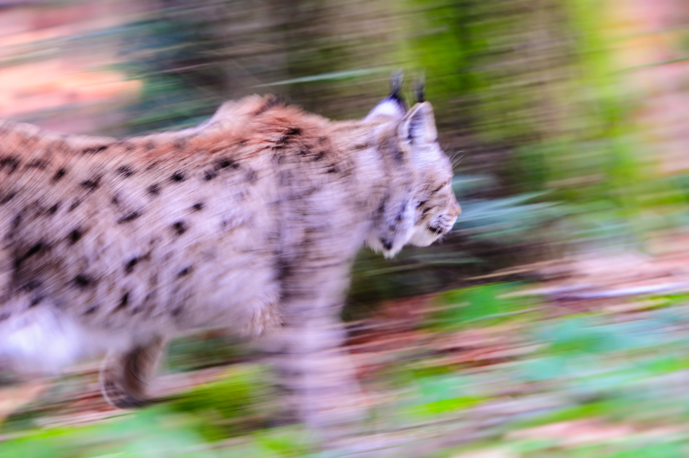 Luchs auf der Pirsch