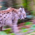 Luchs auf der Pirsch