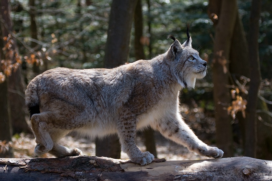 Luchs auf der Pirsch