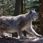 Luchs auf der Pirsch