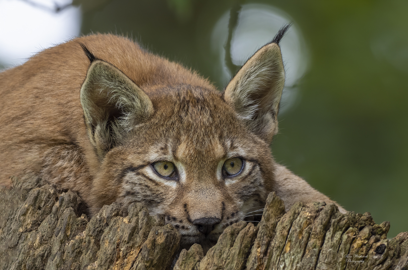 Luchs - auf der Suche