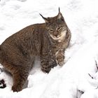 Luchs auf Kletterpartie