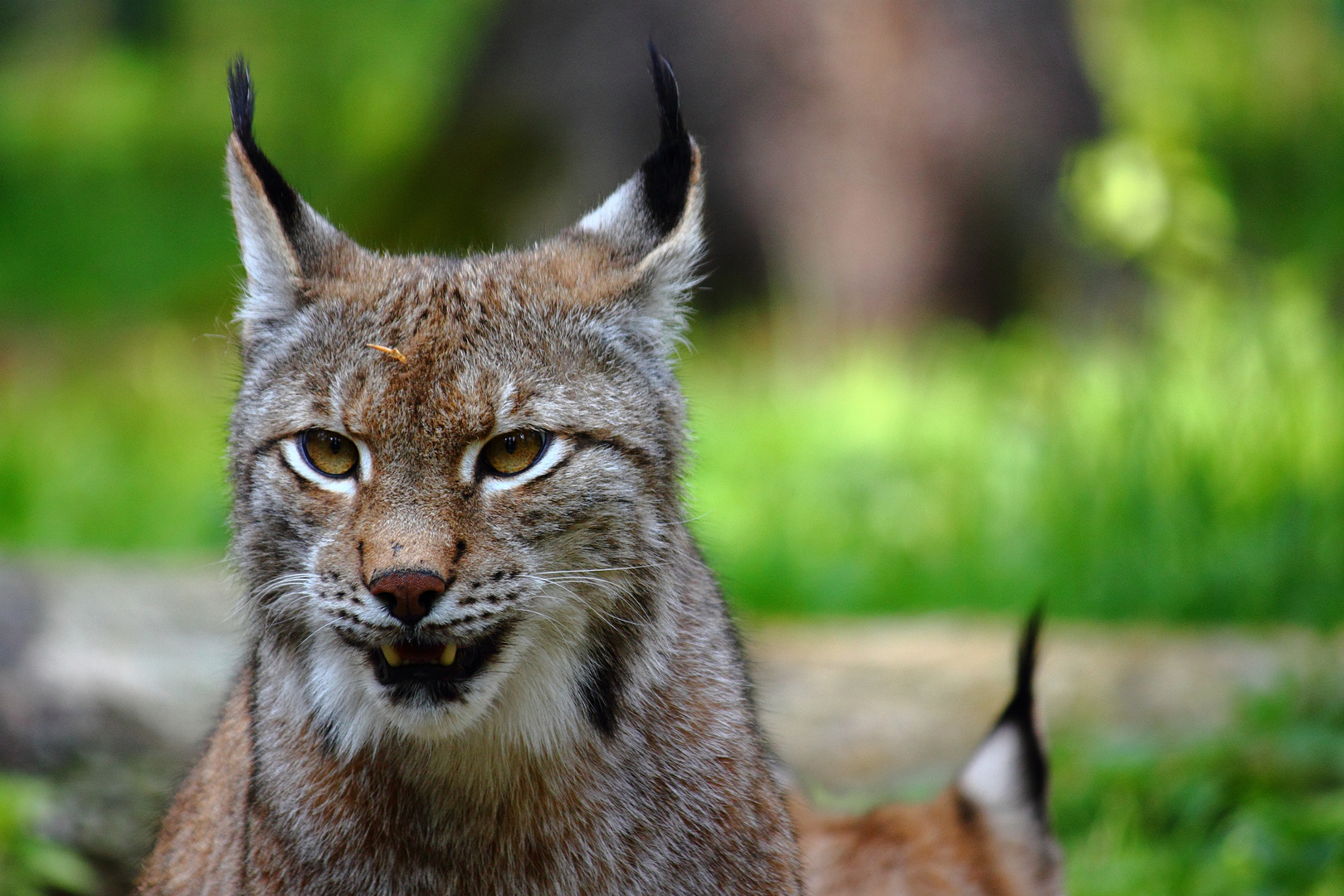 luchs auf lauer