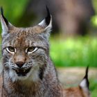 luchs auf lauer