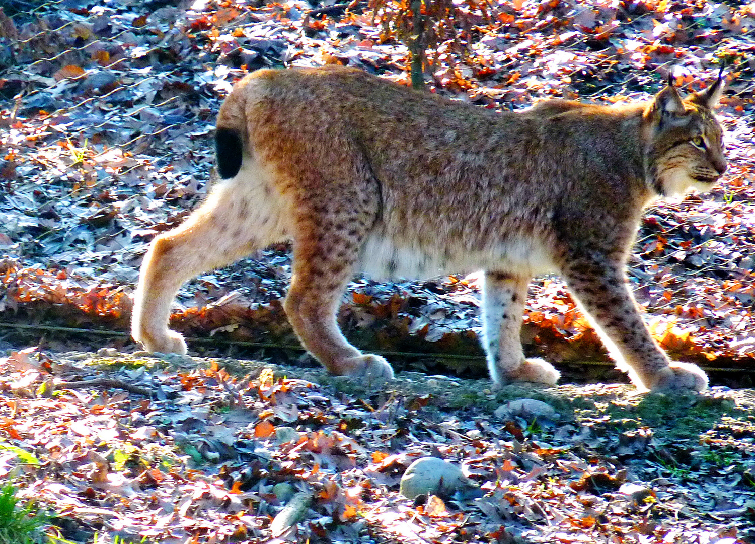 Luchs auf leise Pfote