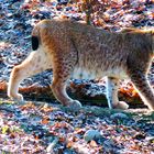 Luchs auf leise Pfote