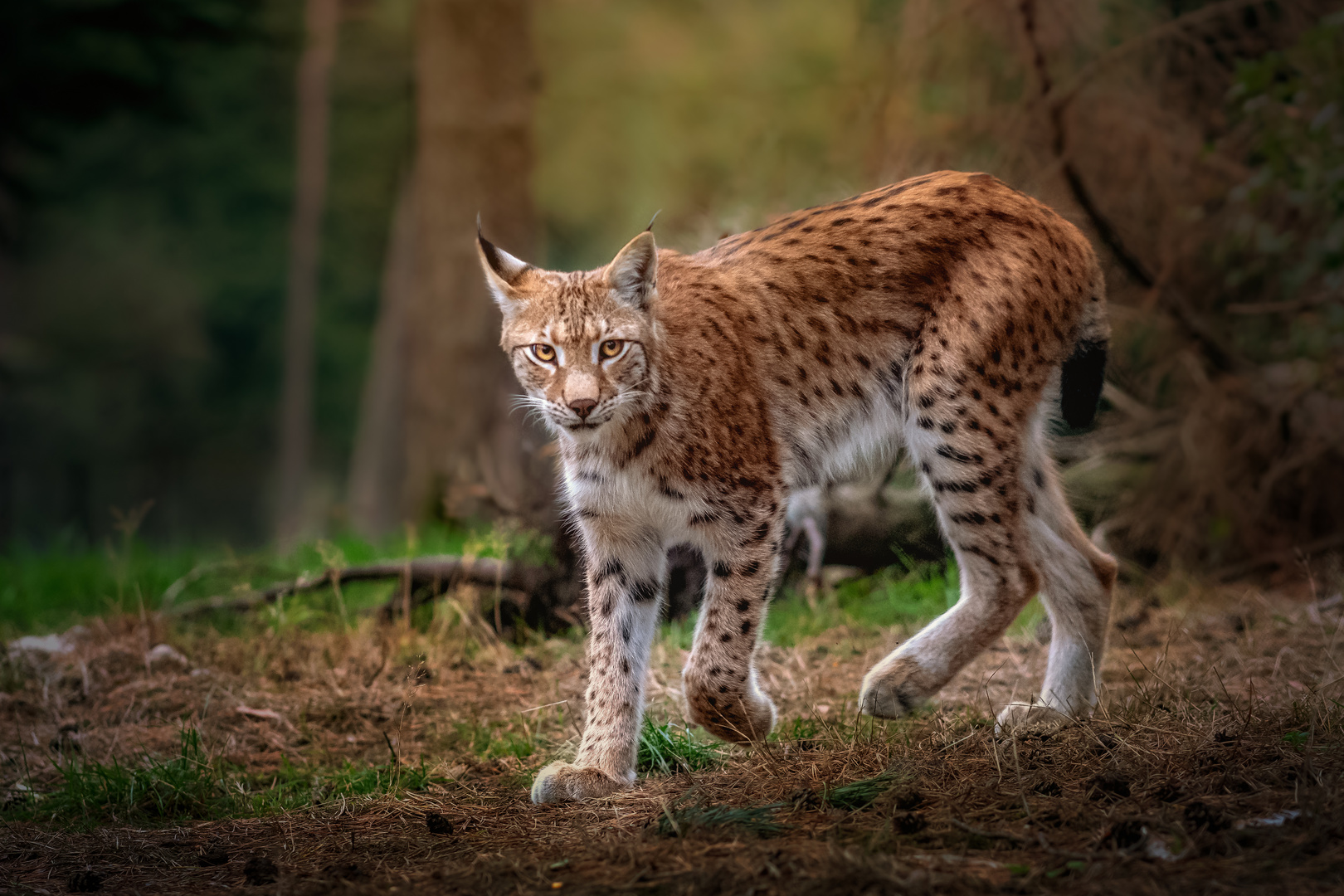 Luchs auf Patroille