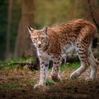 Luchs auf Patroille