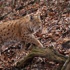 Luchs auf Patrouille .....