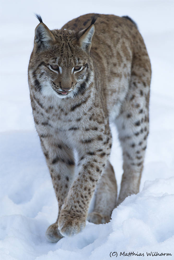 Luchs - Auf Patrouille