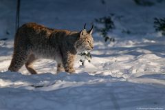 Luchs auf Pirsch