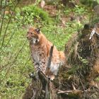 Luchs auf Posten