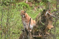 Luchs auf Posten