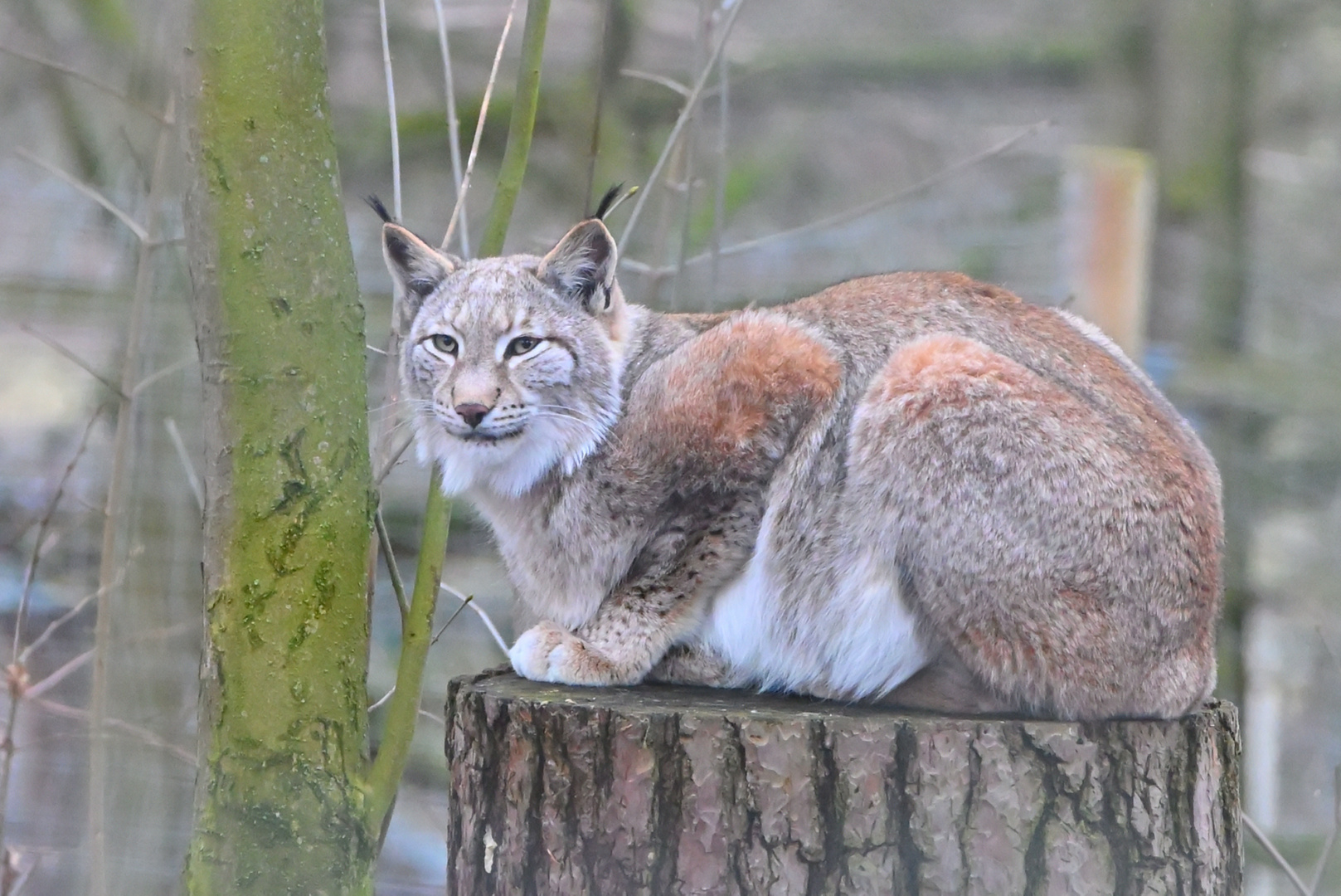 Luchs auf seinem Ansitz 