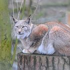 Luchs auf seinem Ansitz 