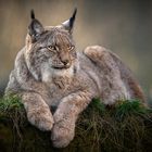 Luchs auf seinem Aussichtsplatz