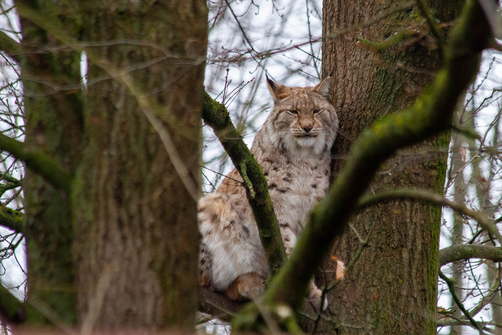 Luchs auf seinem Beobachtungsposten!