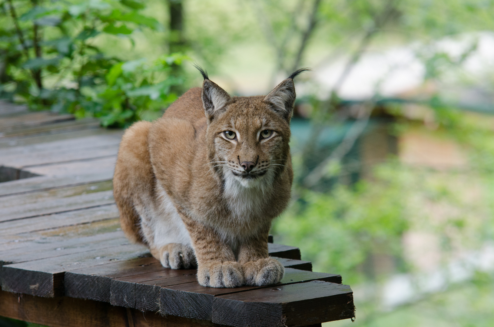 Luchs auf seinem Hochsitz.