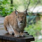 Luchs auf seinem Hochsitz.