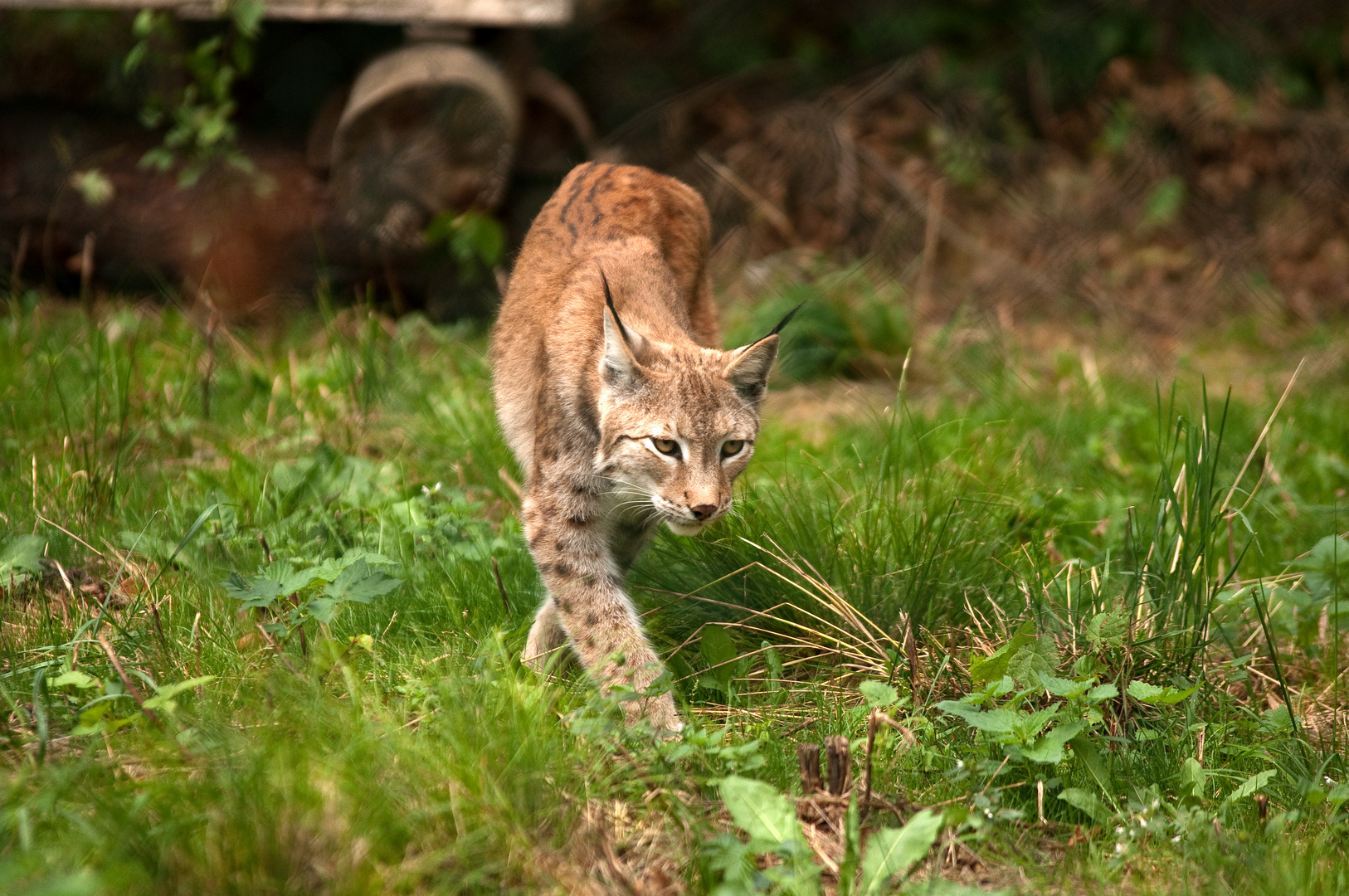 Luchs auf Streifzug