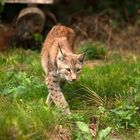 Luchs auf Streifzug