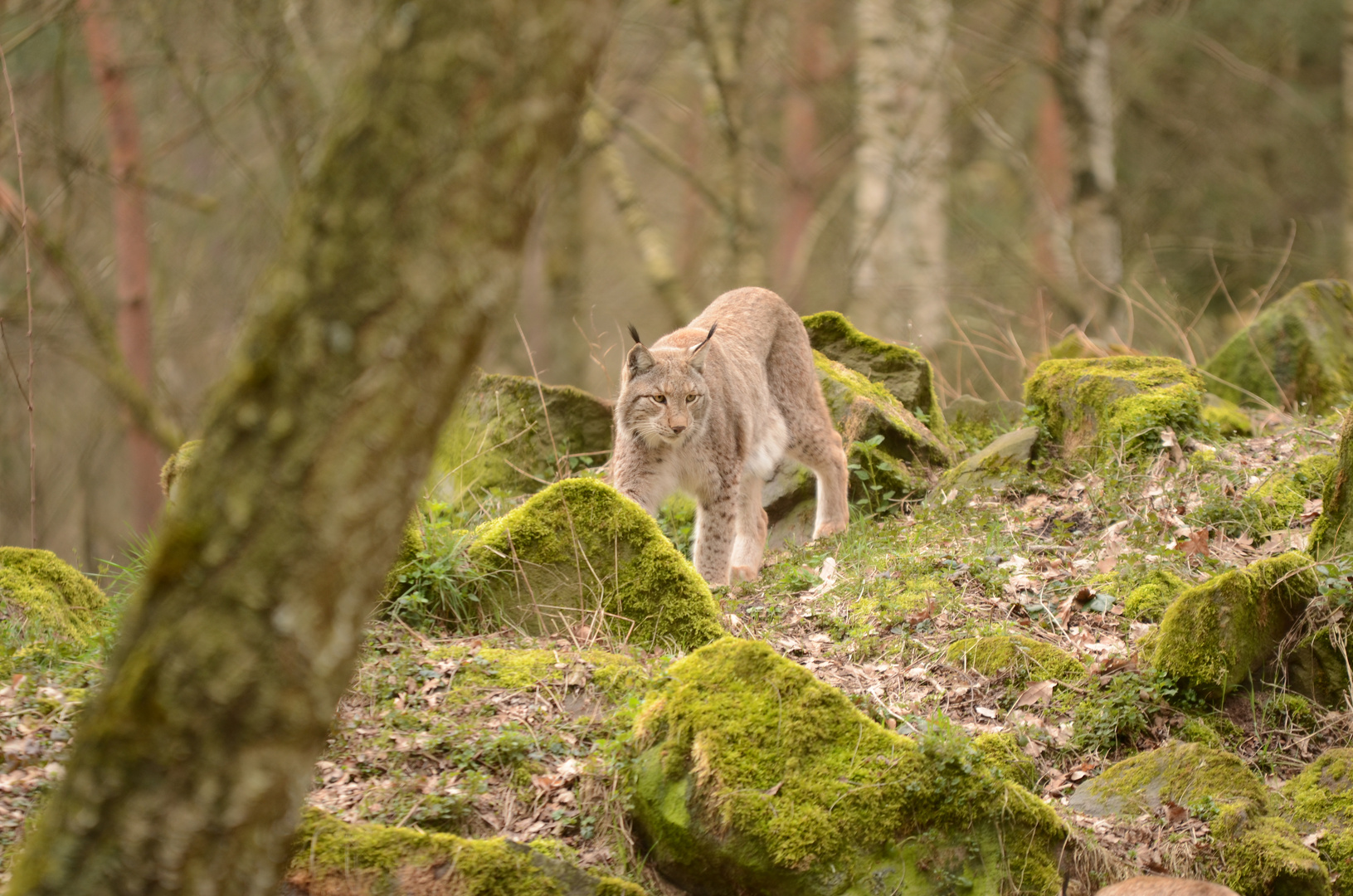 Luchs auf Streifzug