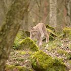 Luchs auf Streifzug