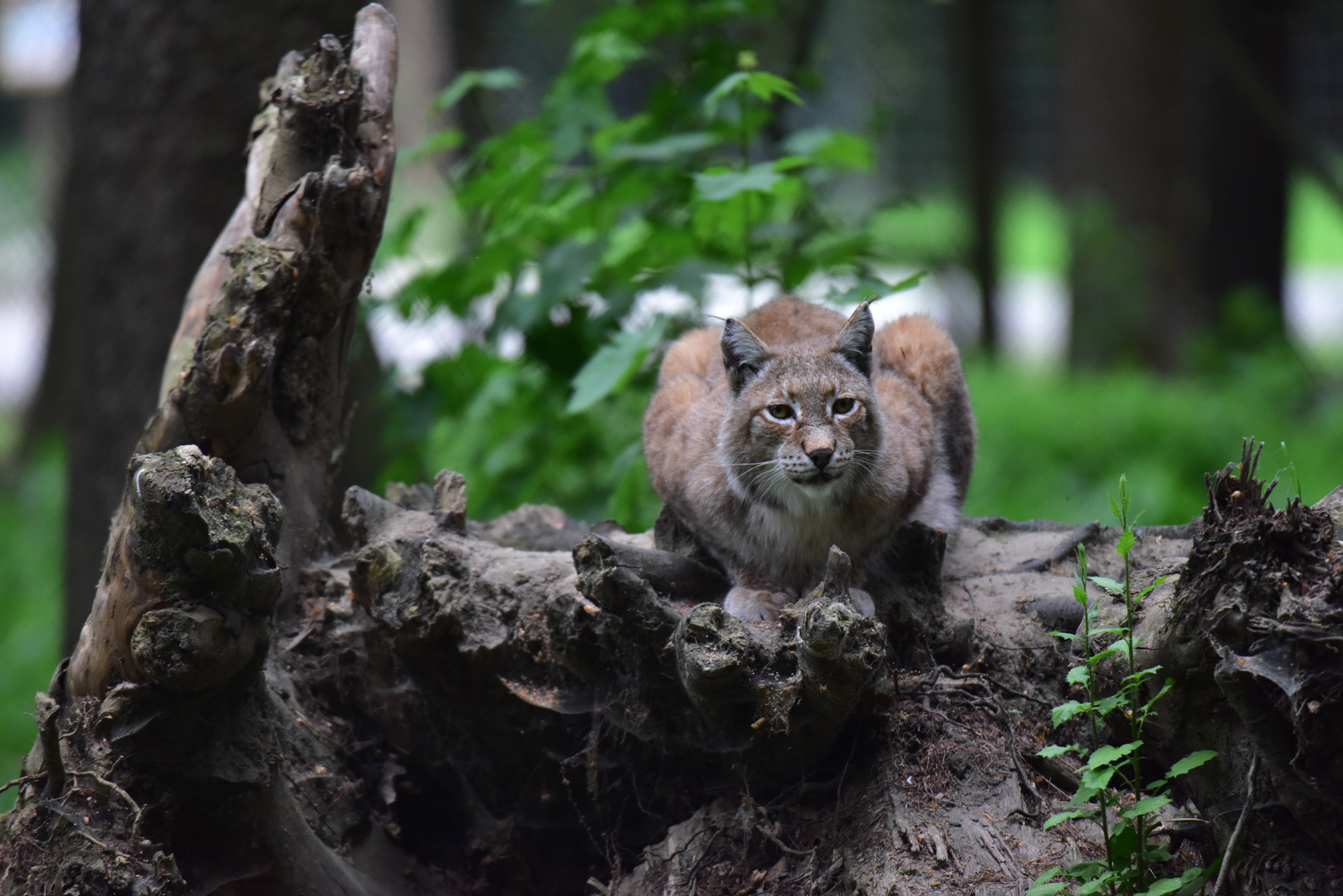 Luchs auf Wachposten