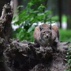 Luchs auf Wachposten