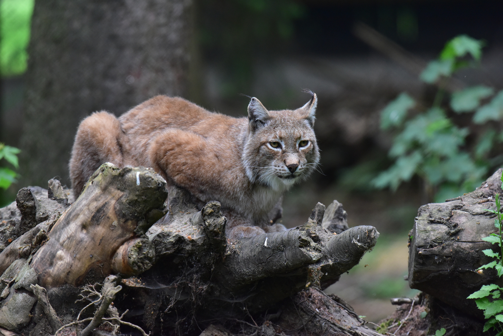 Luchs auf Wachposten