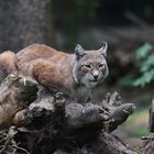 Luchs auf Wachposten