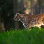 Luchs auf Wachposten