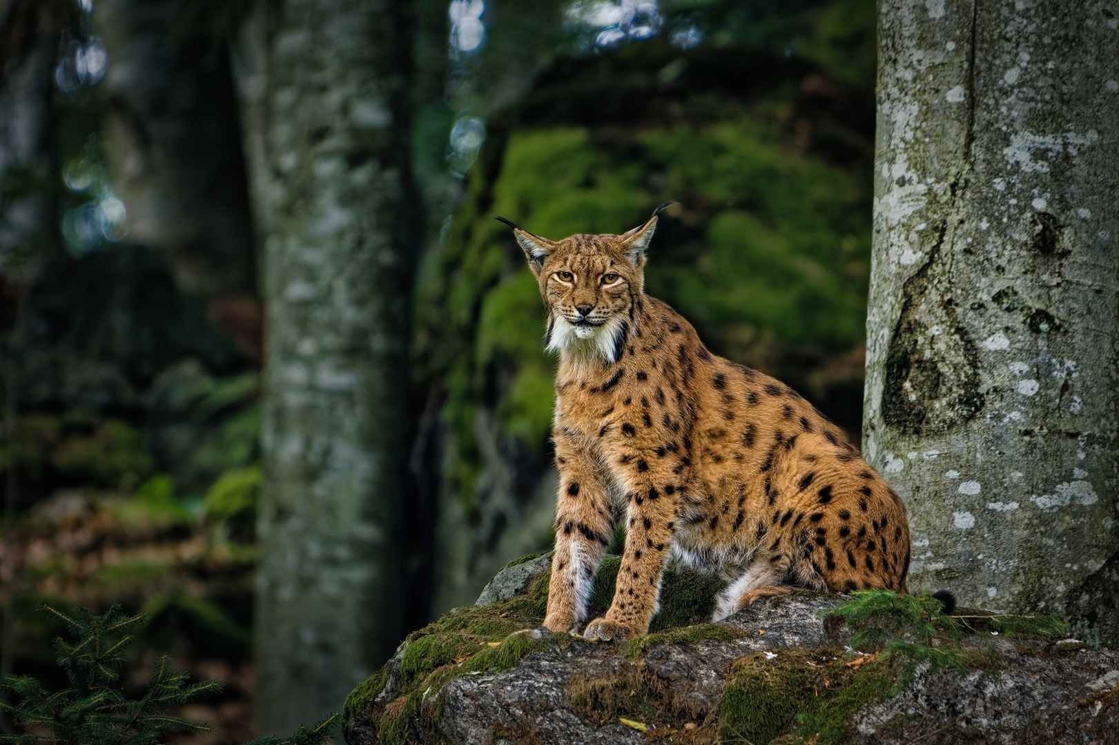 Luchs-Augen