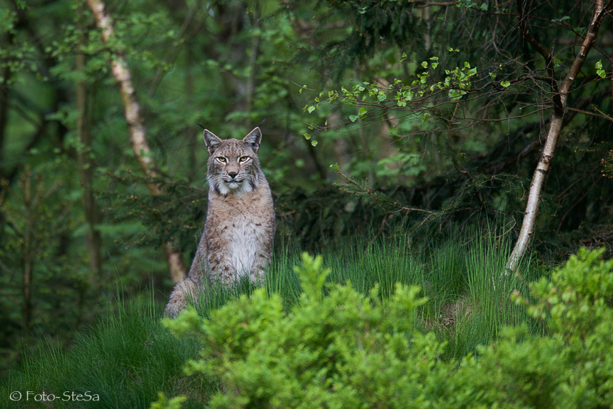 Luchs aus dem Bilsteinpark