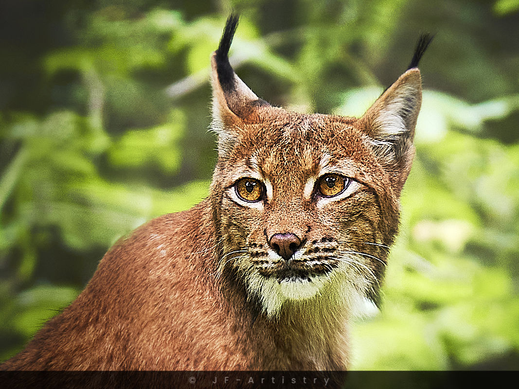 Luchs aus der Nähe